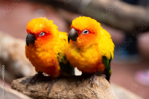 couple of lovely parrots in the outdoor © Freer