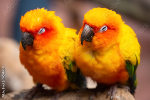 couple of lovely parrots in the outdoor © Freer