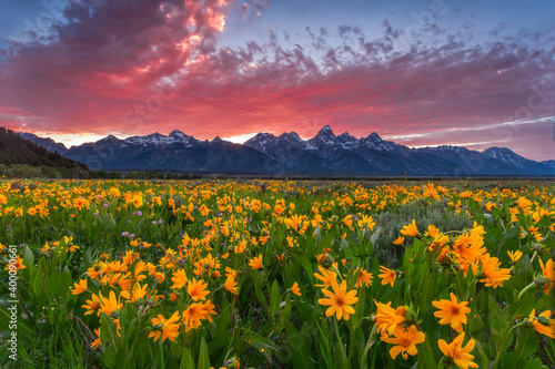 Fototapeta Wildflowers at sunset in Grand Teton National Park in Wyoming
