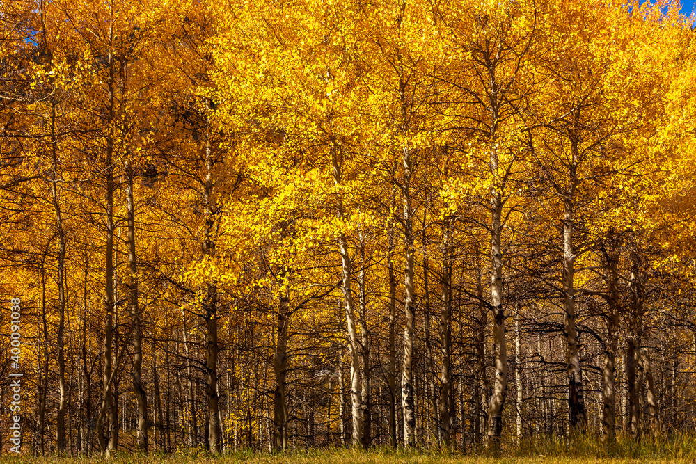 Fototapeta premium Grove of aspens at autumn in Colorado