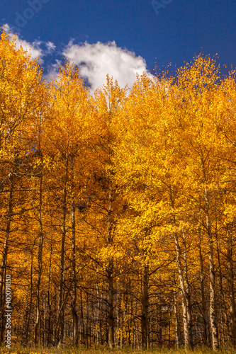 Grove of aspens at autumn in Colorado