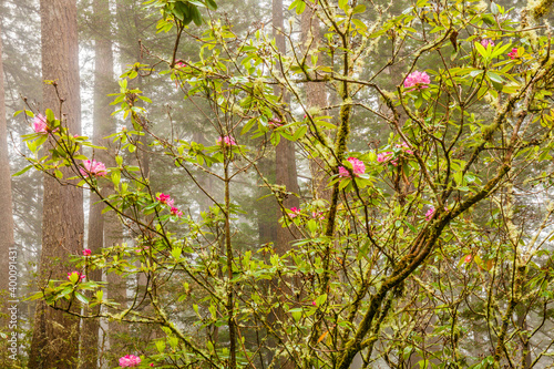 Redwoods and rhododendrons in the springtime photo