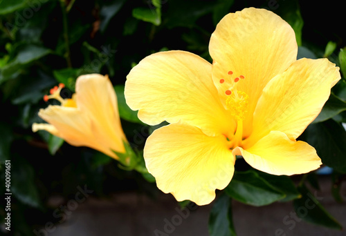 Close view of a lush yellow hibiscus flower  blurred dark green background with leaves and a hibiscus bud visible.