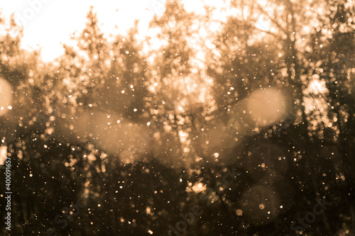 Poplar tree fluff floating in the air at sunset in the forest. Glittering abstract bokeh background