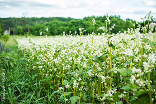 Blossoming buckwheat. Eco-friendly non-treated buckwheat pesticides on field among weeds. Start the buckwheat field next to grass.
