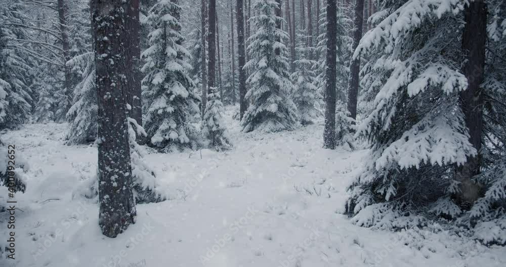 Snow falling in deep wild forest in winter nature in Christmas season Snow falling in deep wild forest in winter nature in Christmas season