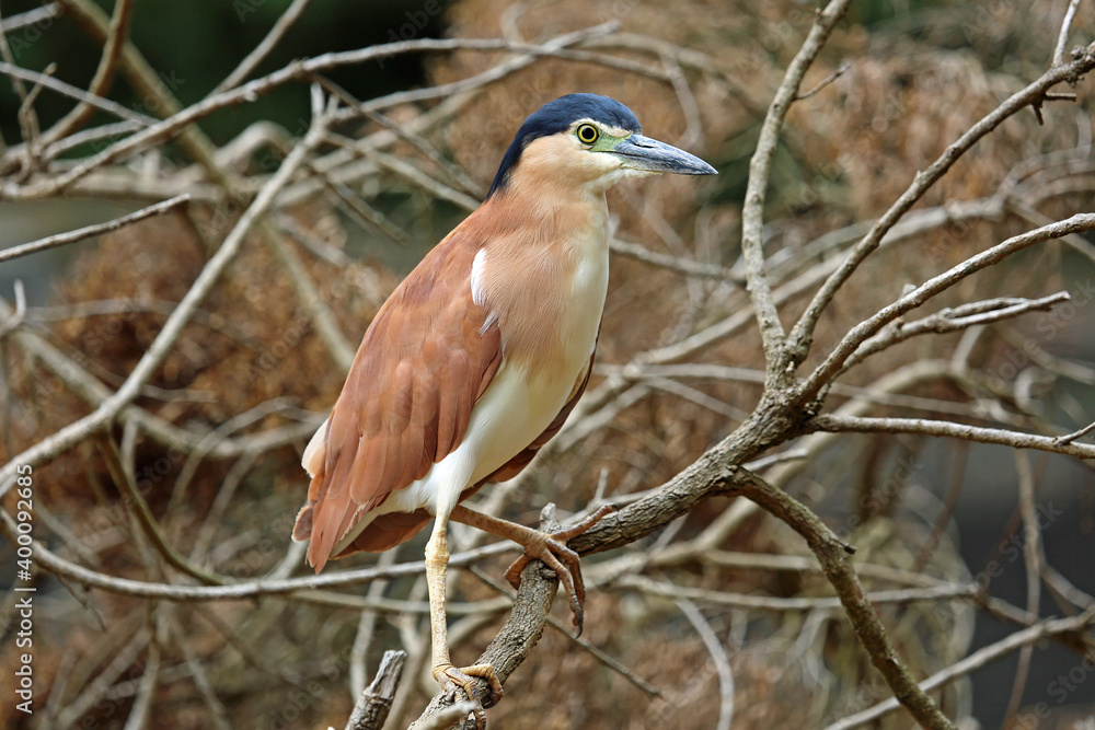 Nankeen Night Heron on the tree, Victoria , Australia Nankeen Night Heron on the tree, Victoria , Australia