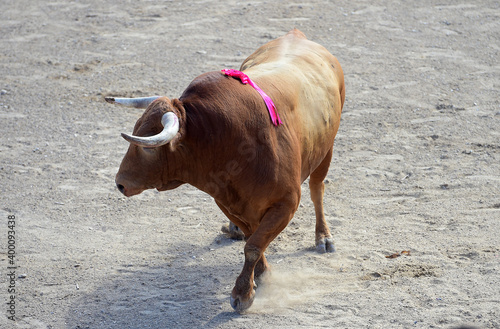 toro de lidia español con granes cuernos en una plaza de toros