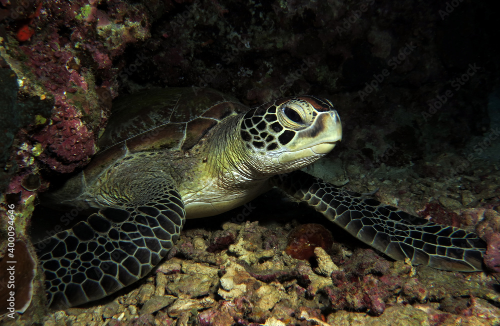Obraz premium Green Turtle resting in a cave Cebu Philippines