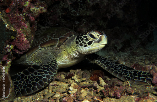 Green Turtle resting in a cave Cebu Philippines