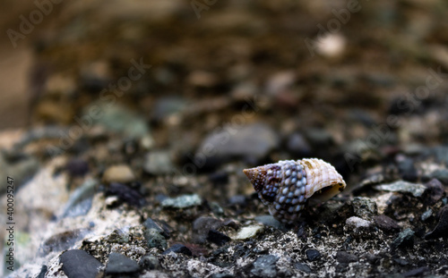 
white shell with black snail on stone