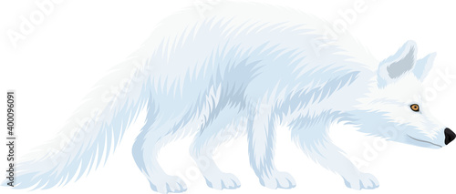 vector White arctic fox illustrations