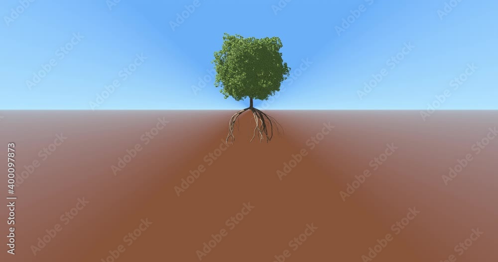 Tree growing while revealing underground roots growth process. Tree ...