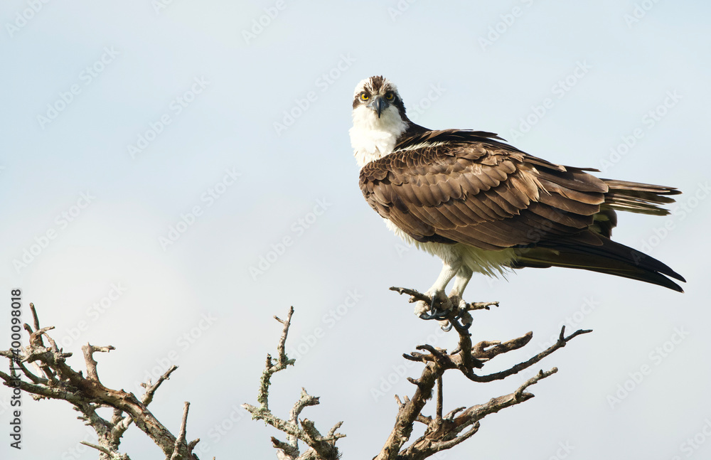 Osprey perched while taking a break