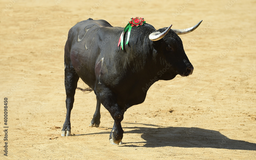 toro de lidia español con granes cuernos en una plaza de toros toro de lidia español con granes cuernos en una plaza de toros