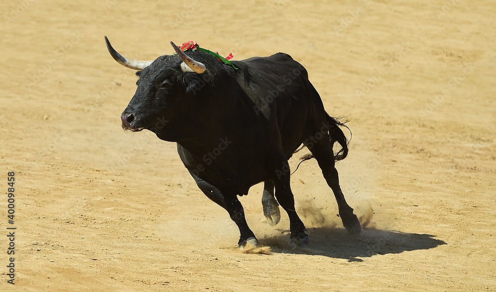 toro de lidia español con granes cuernos en una plaza de toros toro de lidia español con granes cuernos en una plaza de toros