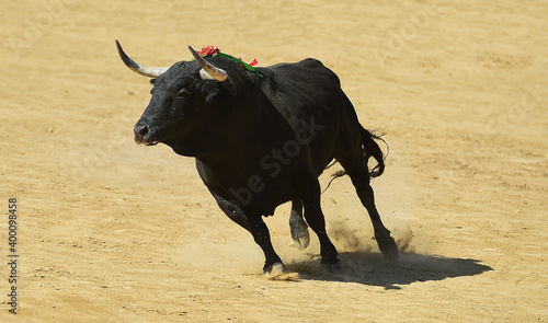 toro de lidia español con granes cuernos en una plaza de toros