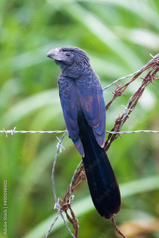 Obraz premium Groove-billed ani tropical bird close up portrait