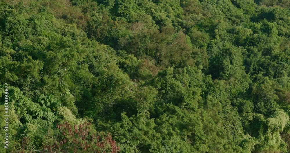 Green plant tree on mountain forest Green plant tree on mountain forest