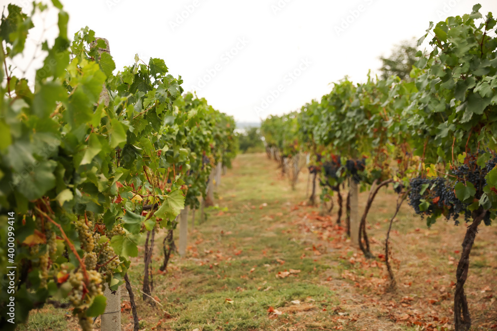 Beautiful view of vineyard with ripening grapes