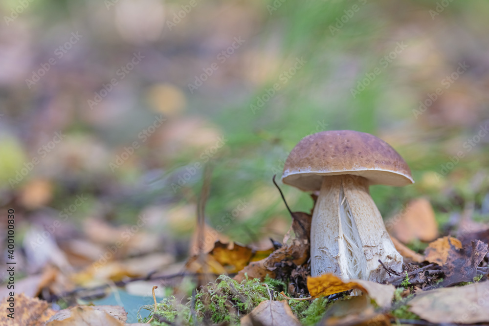 Fototapeta premium Leaves, moss, grass, mushrooms. Close-up. Natural background