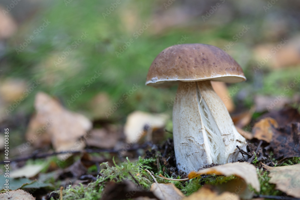 Fototapeta premium Leaves, moss, grass, mushrooms. Close-up. Natural background