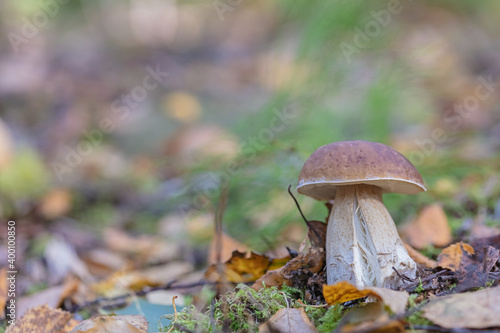Leaves, moss, grass, mushrooms. Close-up. Natural background