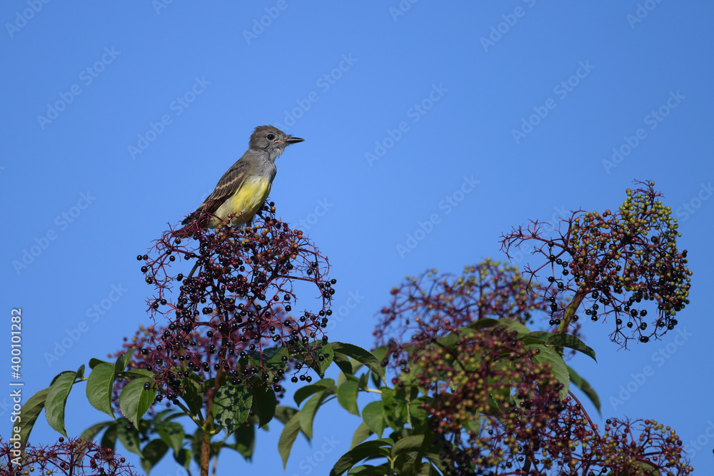 Image of bird in natural setting Image of bird in natural setting