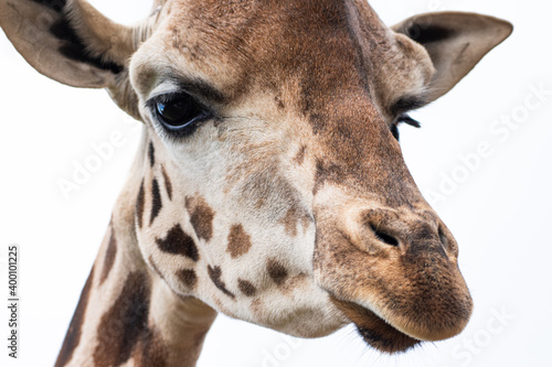 Fototapeta Naklejka Na Ścianę i Meble -  close up of a giraffe
