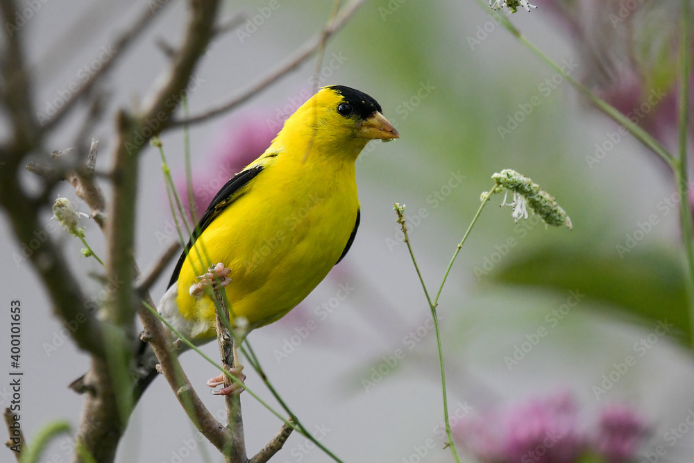 Image of bird in natural setting Image of bird in natural setting