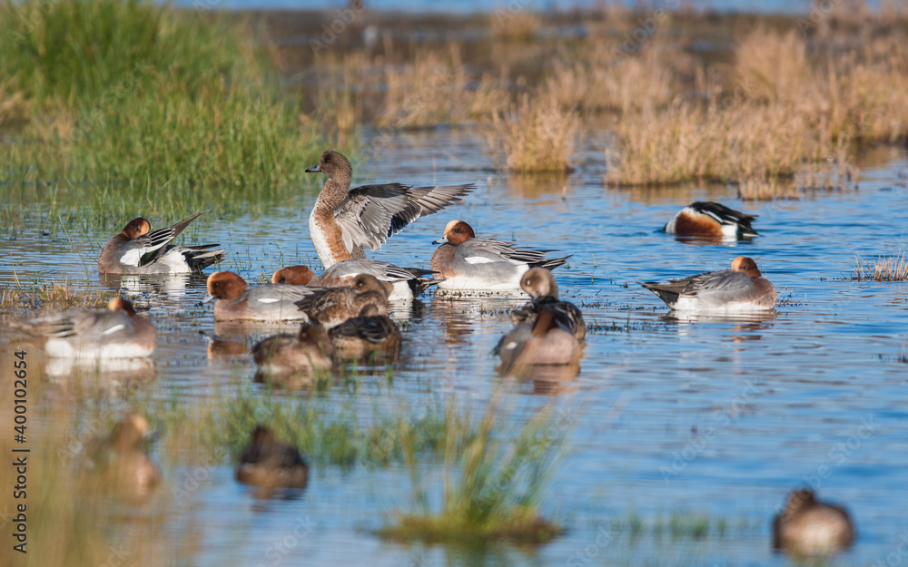 Eurasian Wigeon, Wigeon duck, Mareca penelope birds in habitat Eurasian Wigeon, Wigeon duck, Mareca penelope birds in habitat