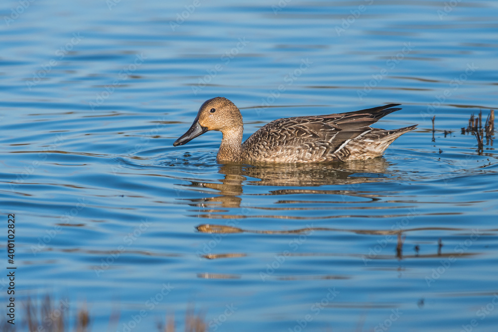 Northern Pintail, Anas acuta female in environment Northern Pintail, Anas acuta female in environment