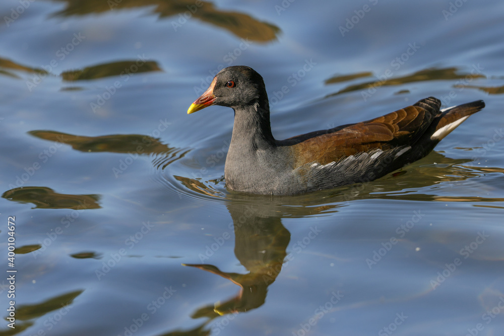 Fototapeta premium バン