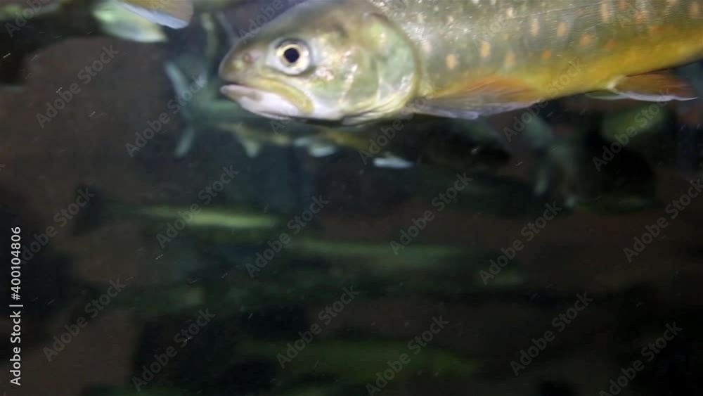 The motion of trout underwater inside fish tank The motion of trout underwater inside fish tank
