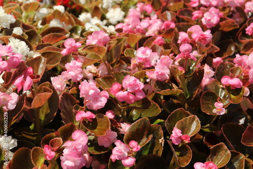 Pink and white begonia flower in a sunny garden photo