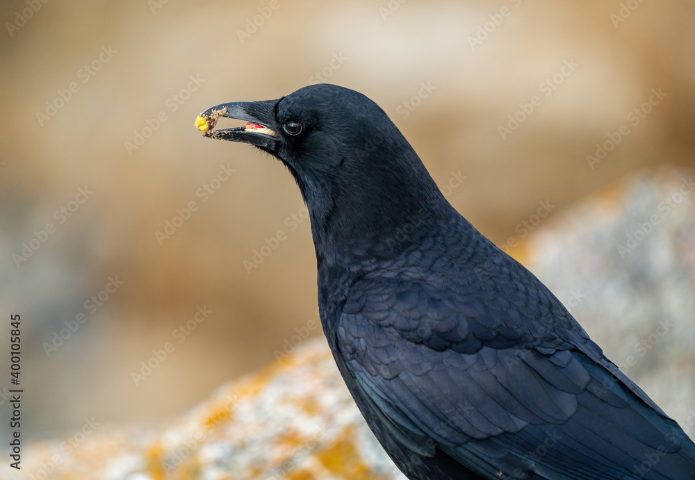Fototapeta premium Blackbird with a seed