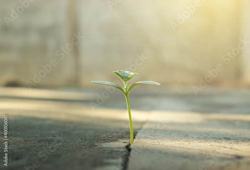 Little trees on concrete in the afternoon And there is sunlight shining down on the trees
