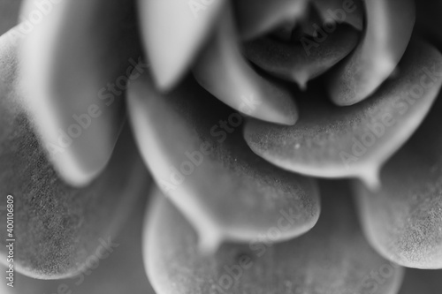 indoor plant close-up, potted sacculent, monochrome out of focus photo photo