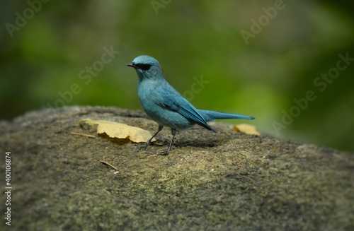 Light blue-gray rather than male The eyes and eyes are not as clear as the male. Different from the light blue insect catching bird at the shorter mouth The bottom of the sky has white stripes.