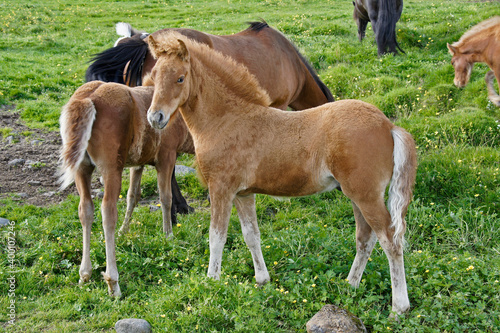 Icelandic horses grazing in field  Iceland