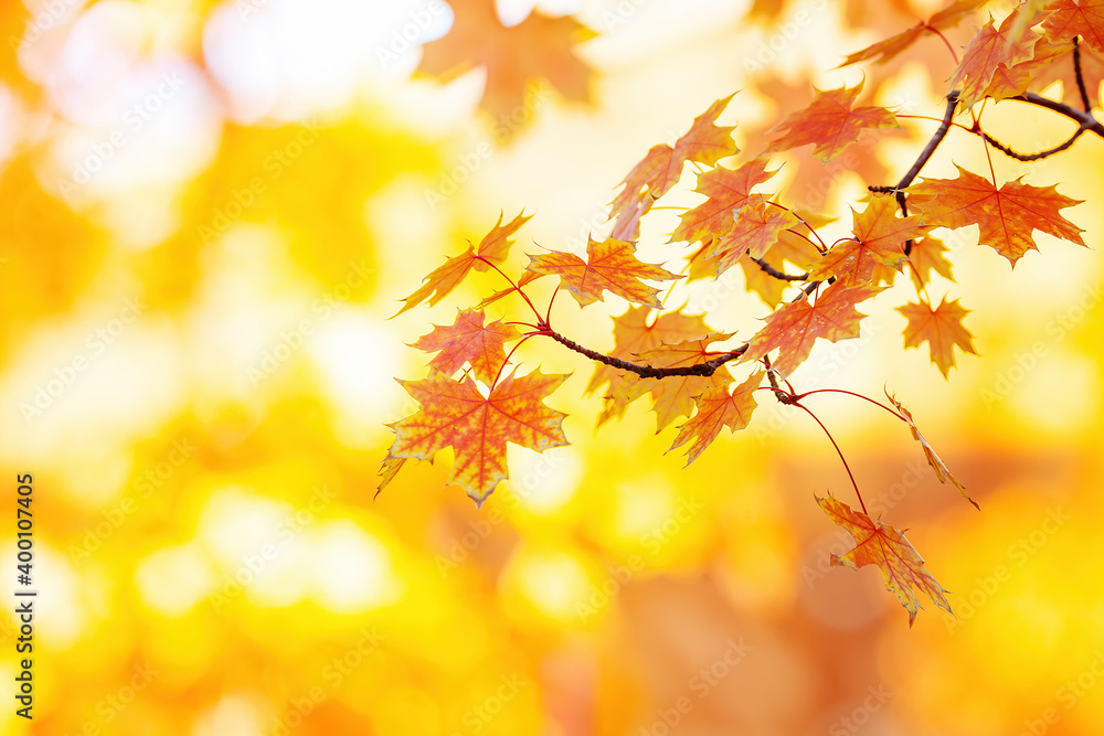 Foliage, Fall Color Foliage, Fall Color