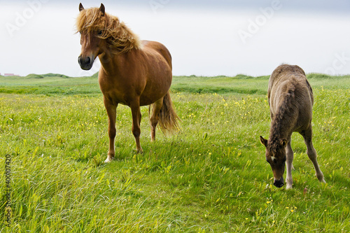 Icelandic horses (female and foal) grazing in field, Iceland
