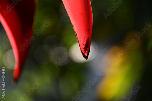 colorful flower Cuernavaca Morelos lush greens exquisite plant tropical exotic green pink red yellow sunlight dappled light golden nature relaxing beautiful fresh bloom bud day