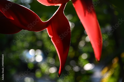 colorful flower Cuernavaca Morelos lush greens exquisite plant tropical exotic green pink red yellow sunlight dappled light golden nature relaxing beautiful fresh bloom bud day