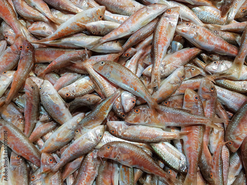 red mullet, fresh fish at the market, 