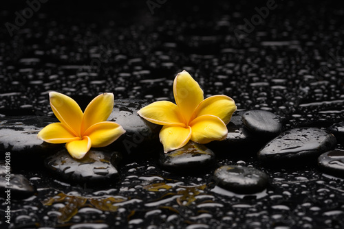 still life of with two yellow frangipani and zen black stones ,wet background 