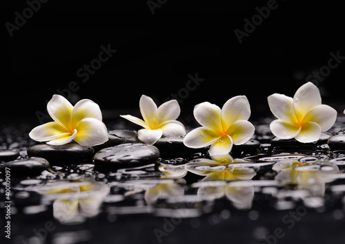 Four frangipani and zen black stones  wet background reflection 