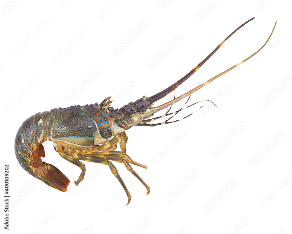 Fresh spiny lobster isolated on white background, Palinurus vulgaris Fresh spiny lobster isolated on white background, Palinurus vulgaris