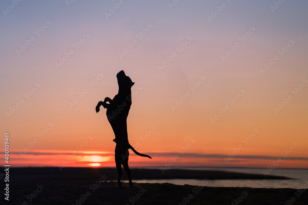 dog on the beach. Active pit bull terrier jumping on the background of the sea. pet in summer 