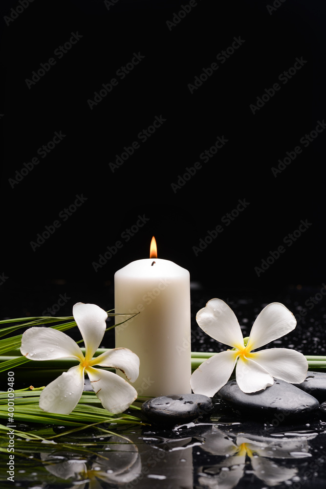 spa still life of with six 
white frangipani and zen black stones ,candle, green long leaves on wet background
